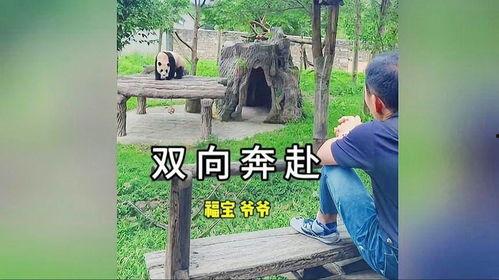 爆料爷爷的视频福宝,揭秘爷爷视频中的神秘传说  第3张